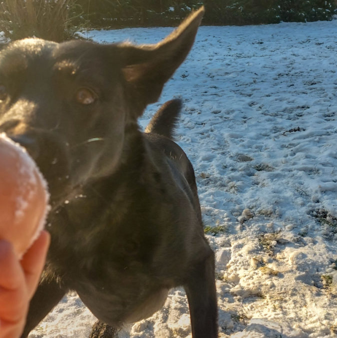 Hundespielzeug: Ballspielen im Winter © Karin Bornett / dadslife.at